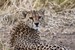 Young Cheetah Close Up