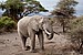 Elephant, Slopes of Kilimanjaro