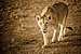 Curious Lion, Serengeti Plain
