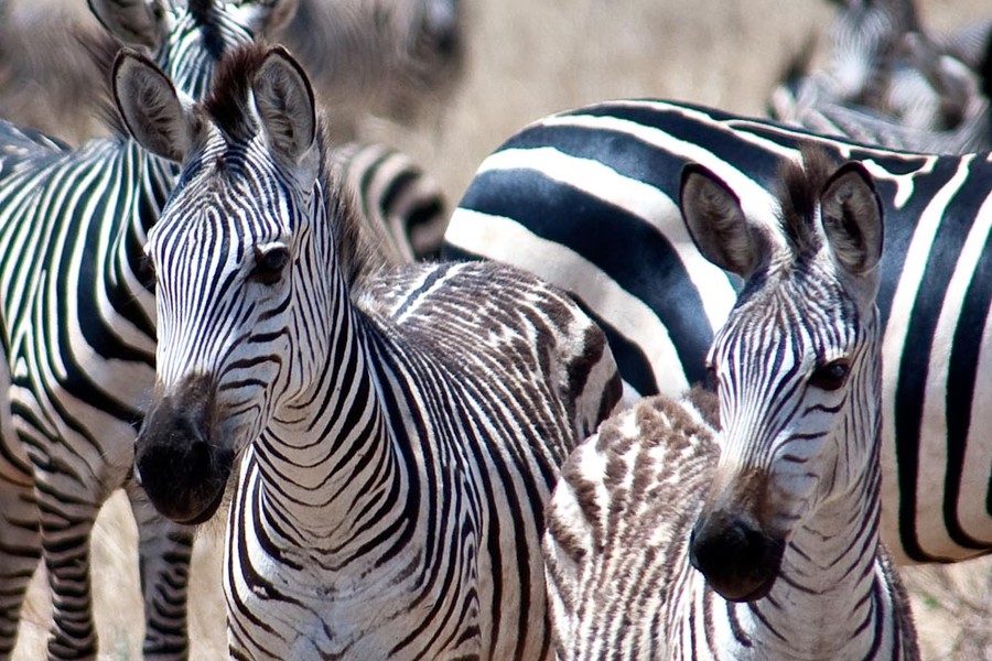 Zebras, Tarangire National Park