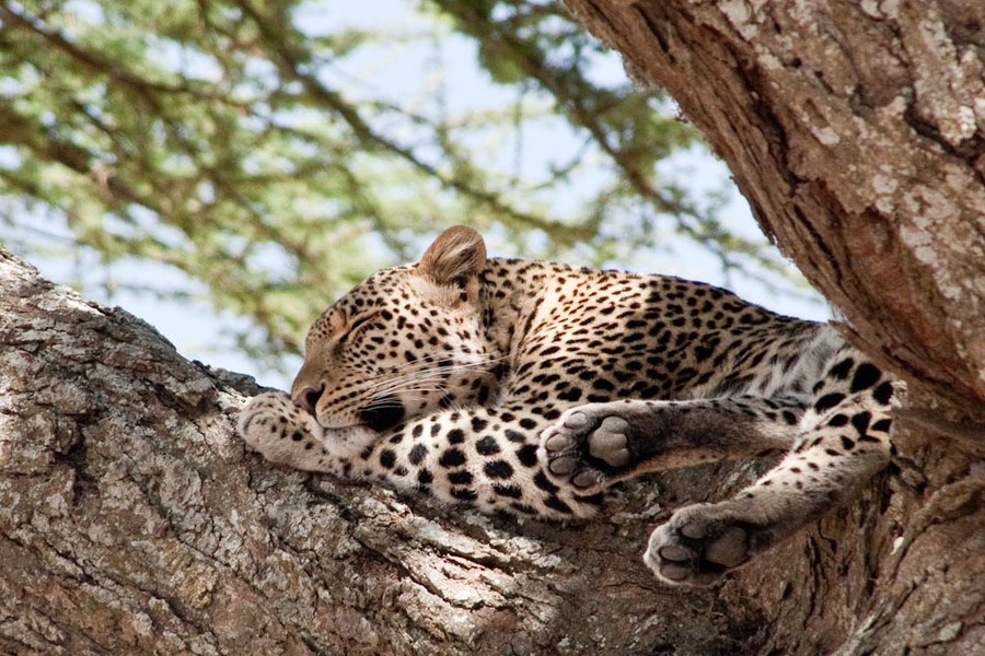 Leopard, Serengeti National Park