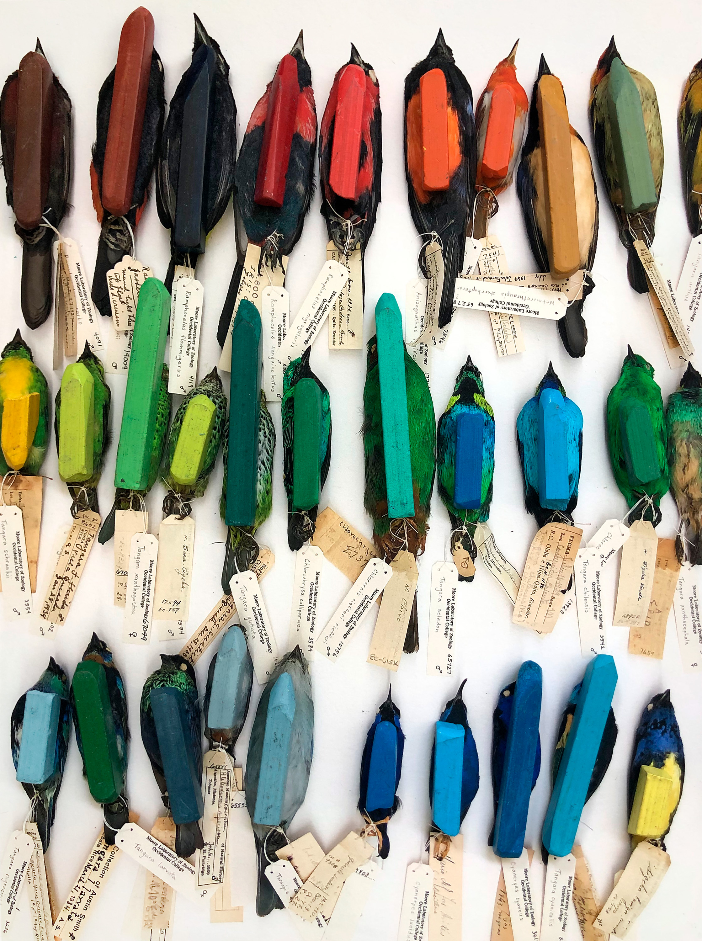 Julie Meridian | Endangered Colors