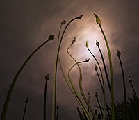 Part II:The Mystery of Life