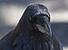 Raven Portrait 1
