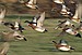Eurasian Wigeon With Cousins