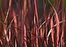 Red--Flax at S'Klallam Tribal Headquarters