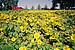 Hamptons sunflower field with truck