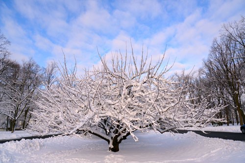 Cherry Blossom tree in winter