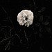 Wild White Rose - Albany Shoreline
