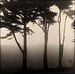 Trees in Mist, Presidio
