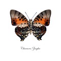 Charaxes Zingha 