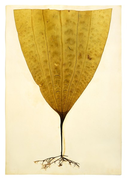 Celebration Quartet, 2004