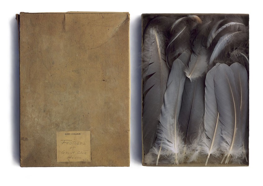 Comparative Anatomy, 1993