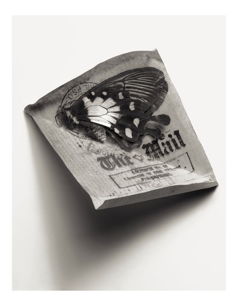 India Tigers. 1995/2009