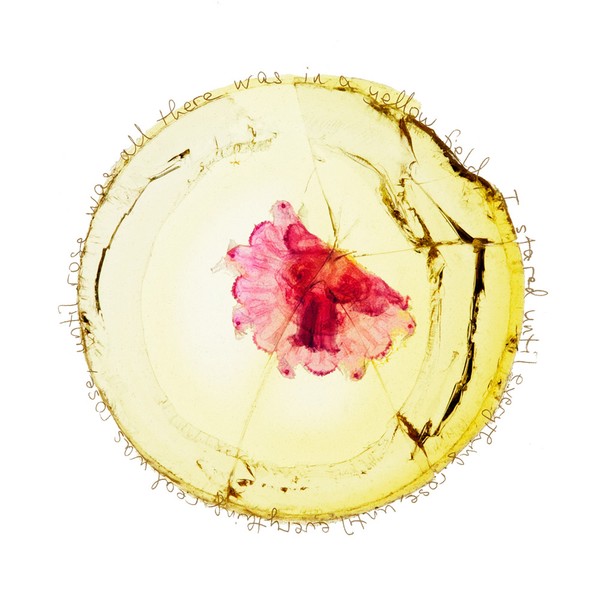 Rose Was All There Was, 2015