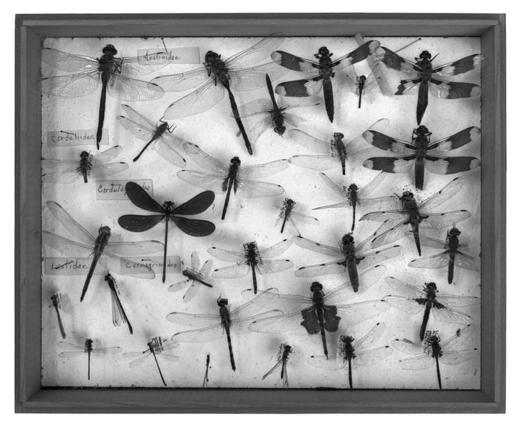 Insecta, 1996-1997